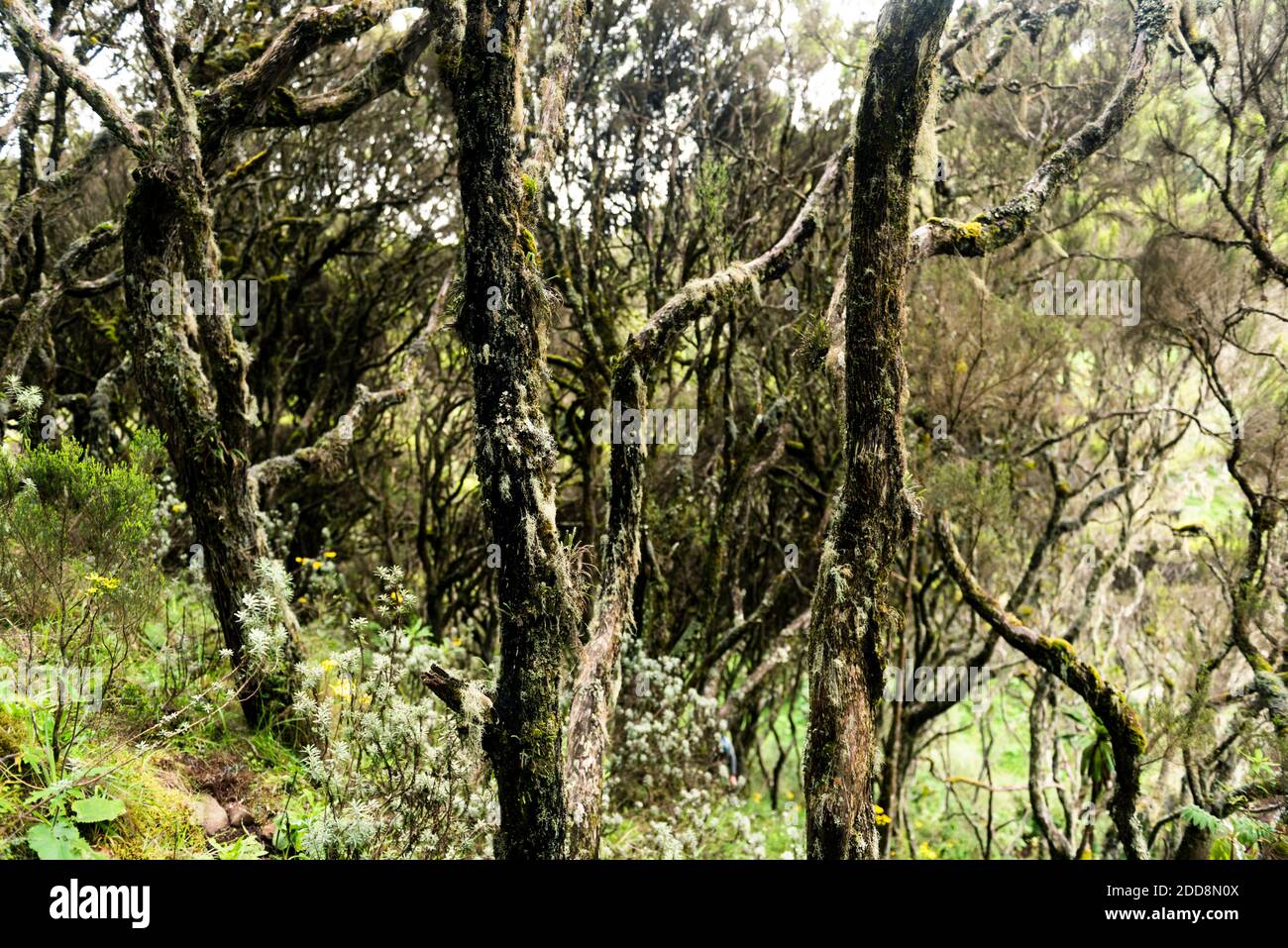 Giant Heather Forest in Aberdare National Park, Kenya Stock Photo