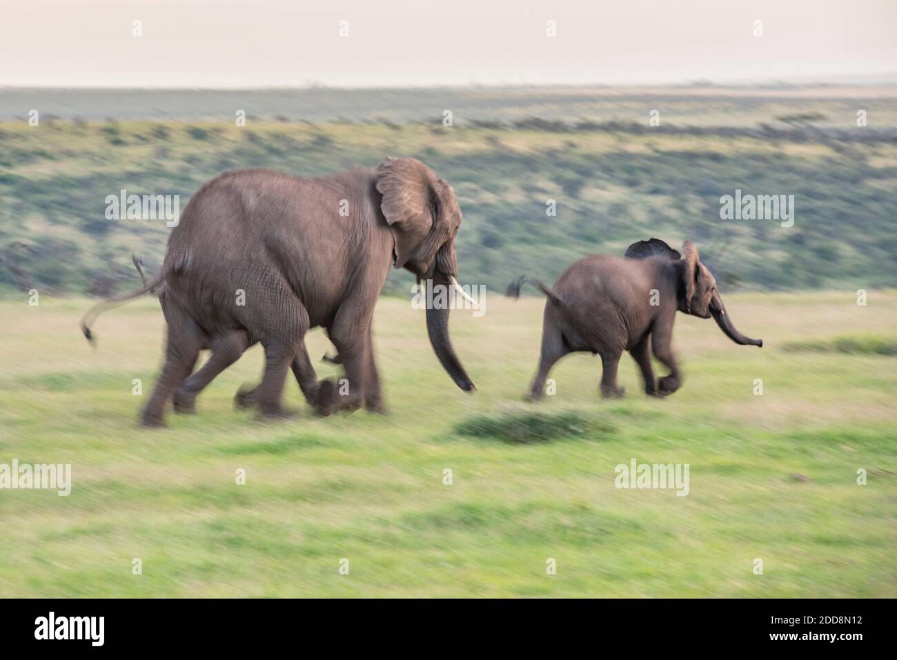 El-Elephant Twins El-Elephant Twins