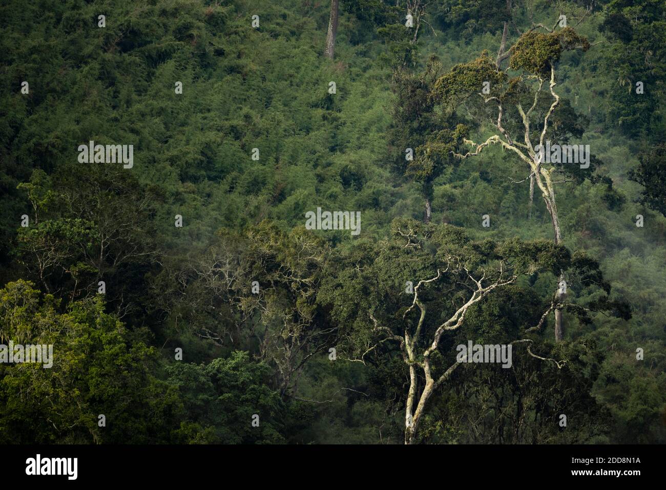 Rainforest landscape in Aberdare National Park, Kenya Stock Photo