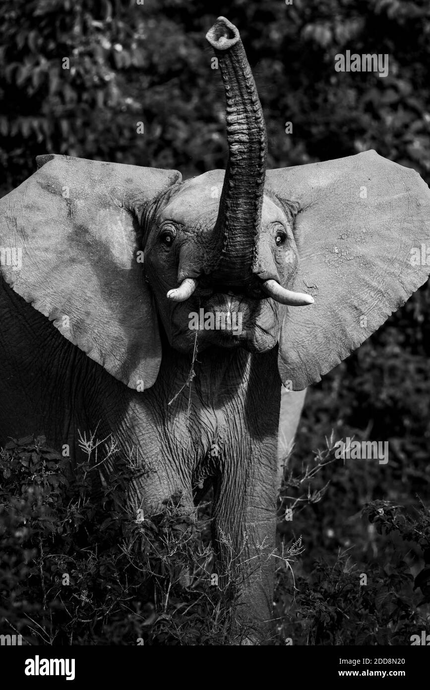 African Elephant (Loxodonta africana) in Aberdare National Park, Kenya Stock Photo