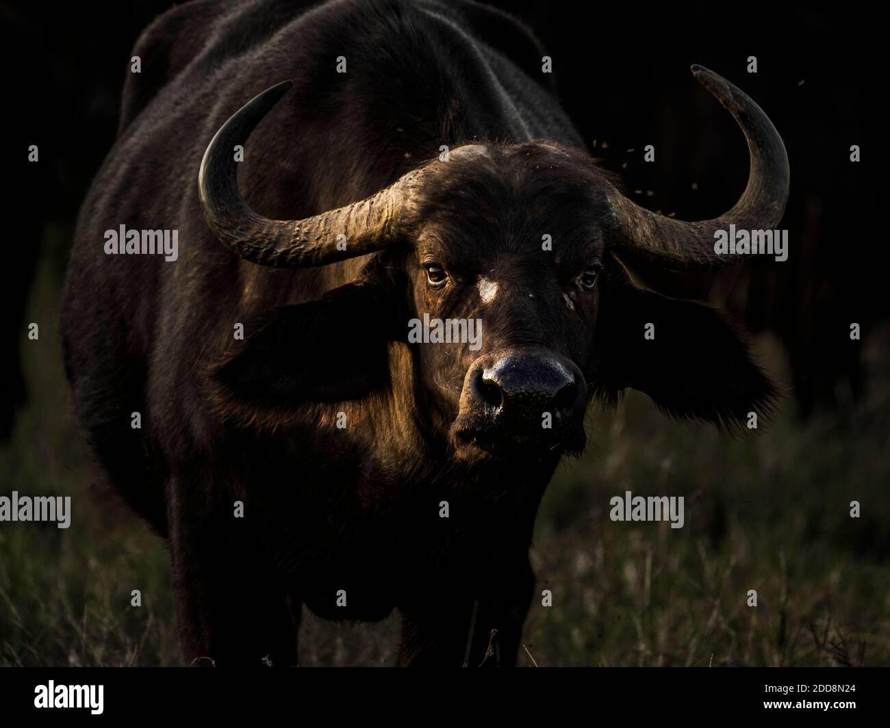 African Buffalo (Syncerus caffer aka Cape Buffalo) at El Karama Ranch ...