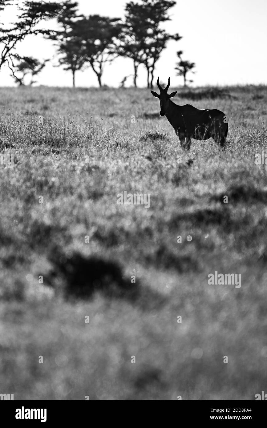 Hartebeest (Alcelaphus buselaphus aka Kongoni) at El Karama Ranch