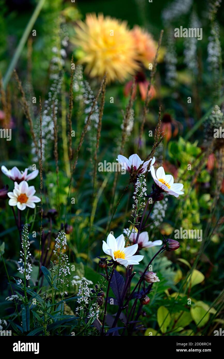 dahlia bishop of dover,white flowers,Dahlia Penhill Autumn Shades,semi-cactus dahlia,dahlias,yellow orange flowers,tinged with pink,fower,flowering,Ec Stock Photo