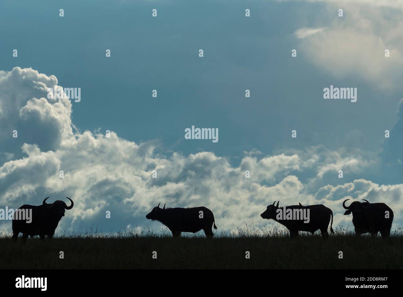 African Buffalo (Syncerus caffer aka Cape Buffalo) at El Karama Ranch, Laikipia County, Kenya Stock Photo