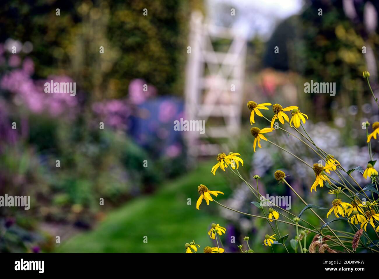 Rudbeckia laciniata Herbstsonne,Cutleaf coneflower,Yellow flowers,rudbeckias,garden perennial,perennials,cottage garden,flower,flowering,RM Floral Stock Photo