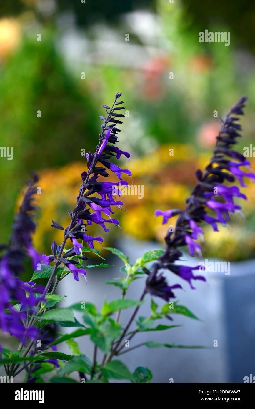 Salvia guaranitica black and bloom hires stock photography and images