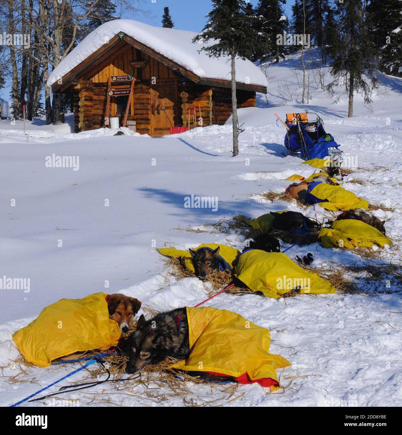 NO FILM, NO VIDEO, NO TV, NO DOCUMENTARY - Sebastian Schnuelle's dog team rests outside the Tripod Flats cabin between the Iditarod checkpoints of Kaltag and Unalakleet in Alaska during the Iditarod on March 16, 2009,. Photo by Marc Lester/Anchorage Daily News/MCT/Cameleon/ABACAPRESS.COM Stock Photo