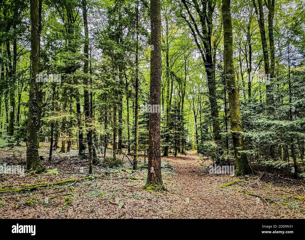 View within the dense population of trees in Fougères Forest cover with dead leaves on the ground, Brittany, France Stock Photo