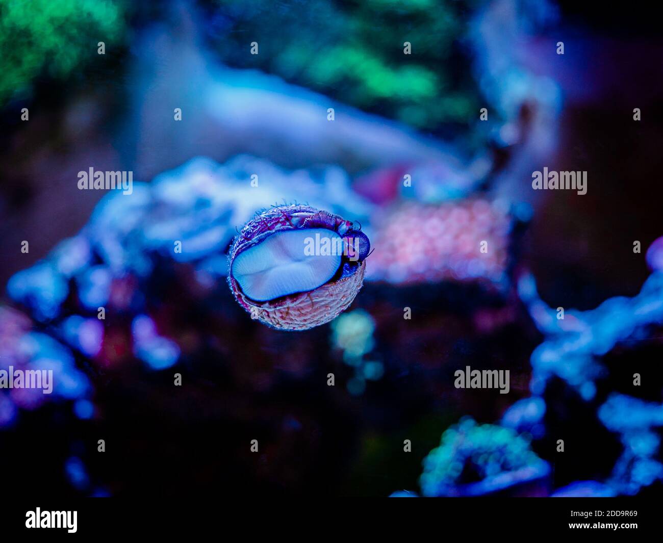 trochus snail eating algae on the glass of an reef aquarium Stock Photo