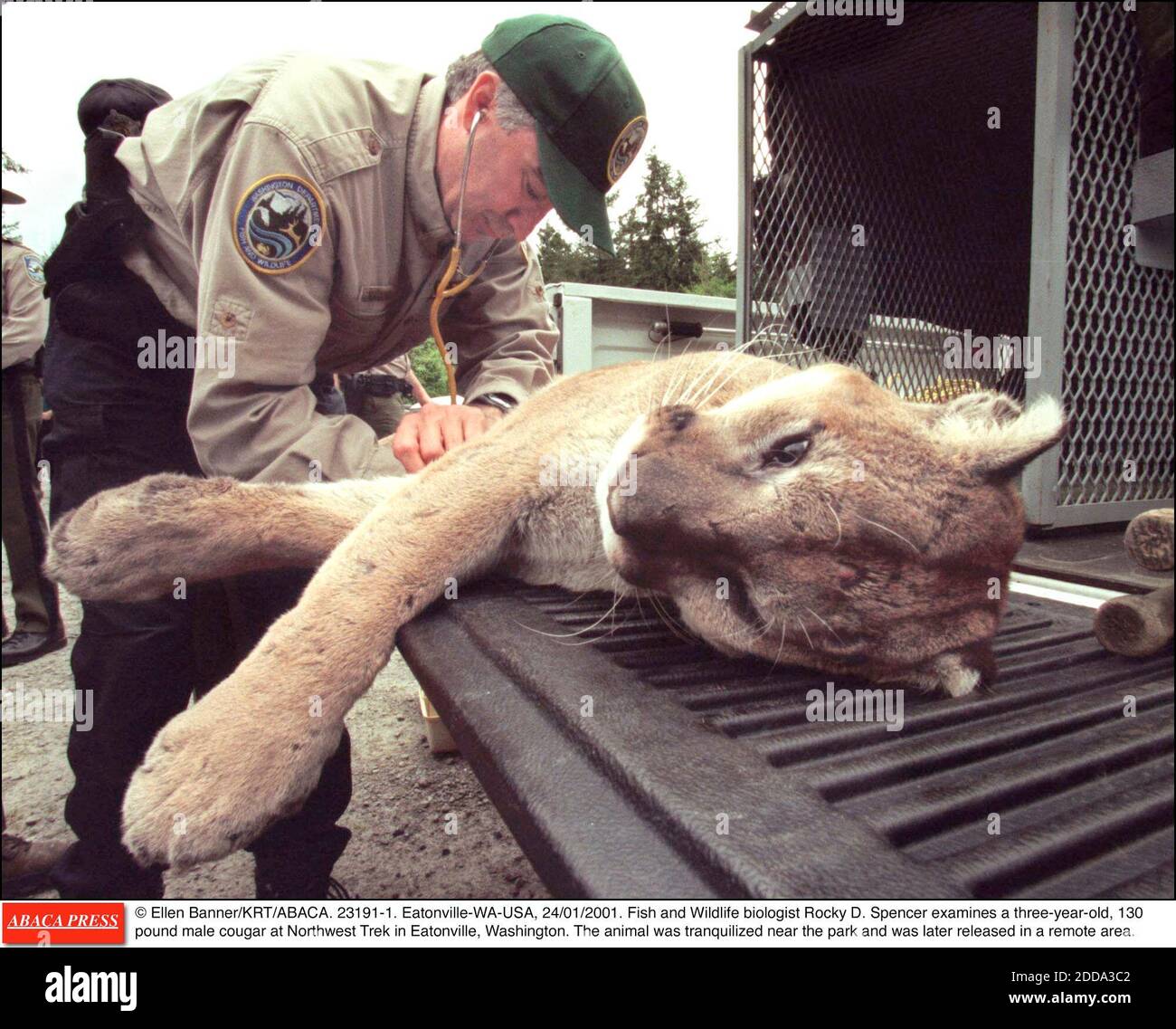 NO FILM, NO VIDEO, NO TV, NO DOCUMENTARY - © Ellen Banner/KRT/ABACA. 23191-1. Eatonville-WA-USA, 24/01/2001. Fish and Wildlife biologist Rocky D. Spencer examines a three-year-old, 130 pound male cougar at Northwest Trek NO FILM, NO VIDEO, NO TV, NO DOCUMENTARY - © Ellen Banner/KRT/ABACA. 23191-1. Eatonville-WA-USA, 24/01/2001. Fish and Wildlife biologist Rocky D. Spencer examines a three-year-old, 130 pound male cougar at Northwest Trek