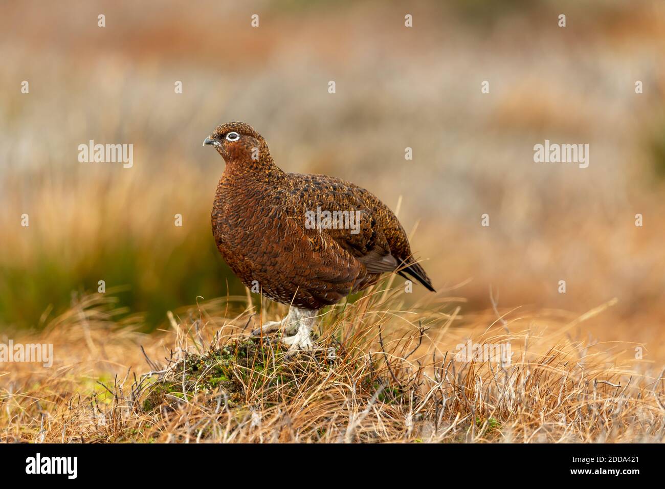 Red Grouse (Scientific name: Lagopus Lagopus)Close up of a male Red Grouse with white feathery legs in Autumn. Facing left in natural moorland habitat Stock Photo
