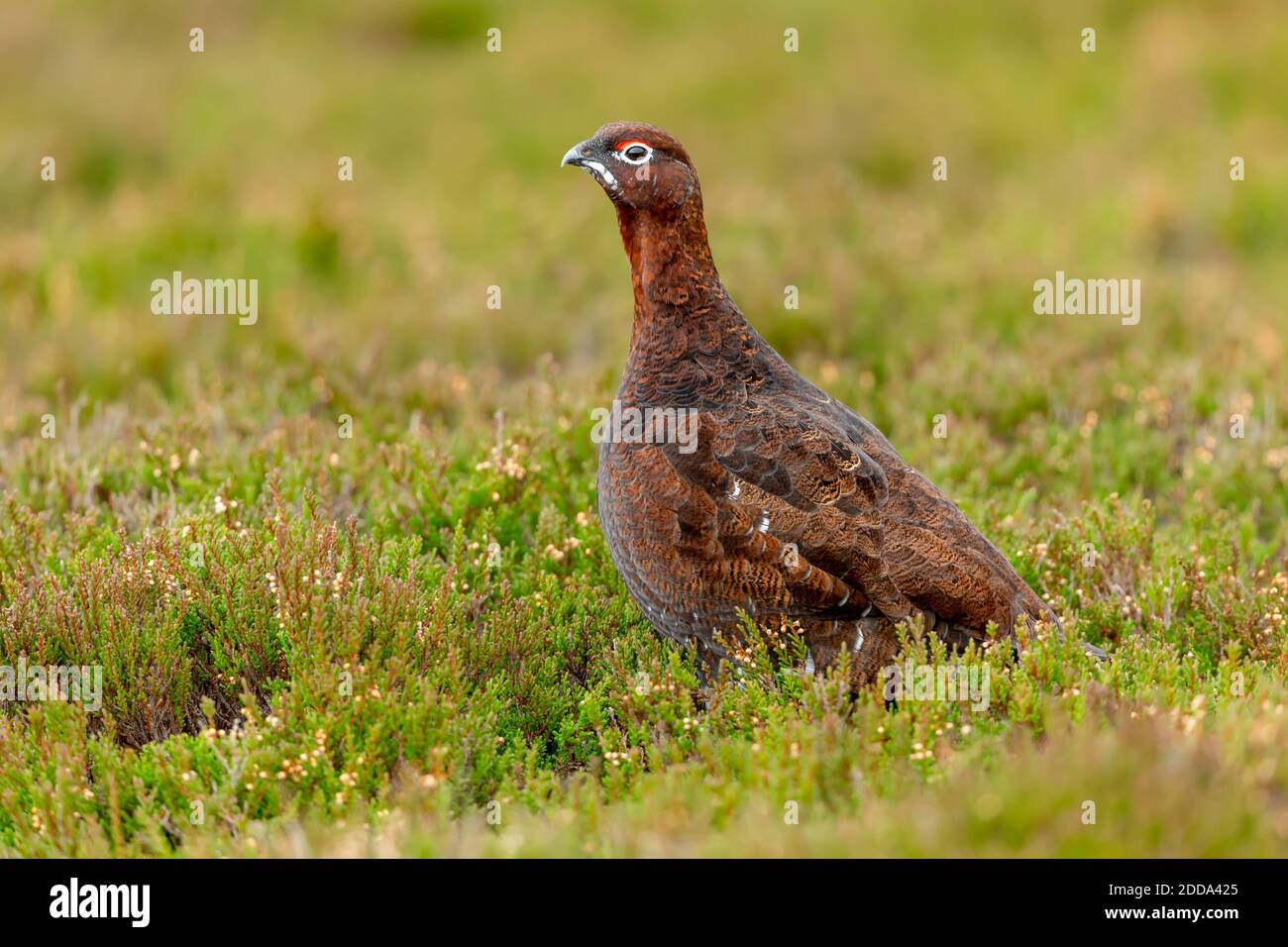 Red Grouse (Scientific name: Lagopus Lagopus) Close up of a male Red Grouse with red eyebrow, facing left in natural moorland heather habitat. Stock Photo