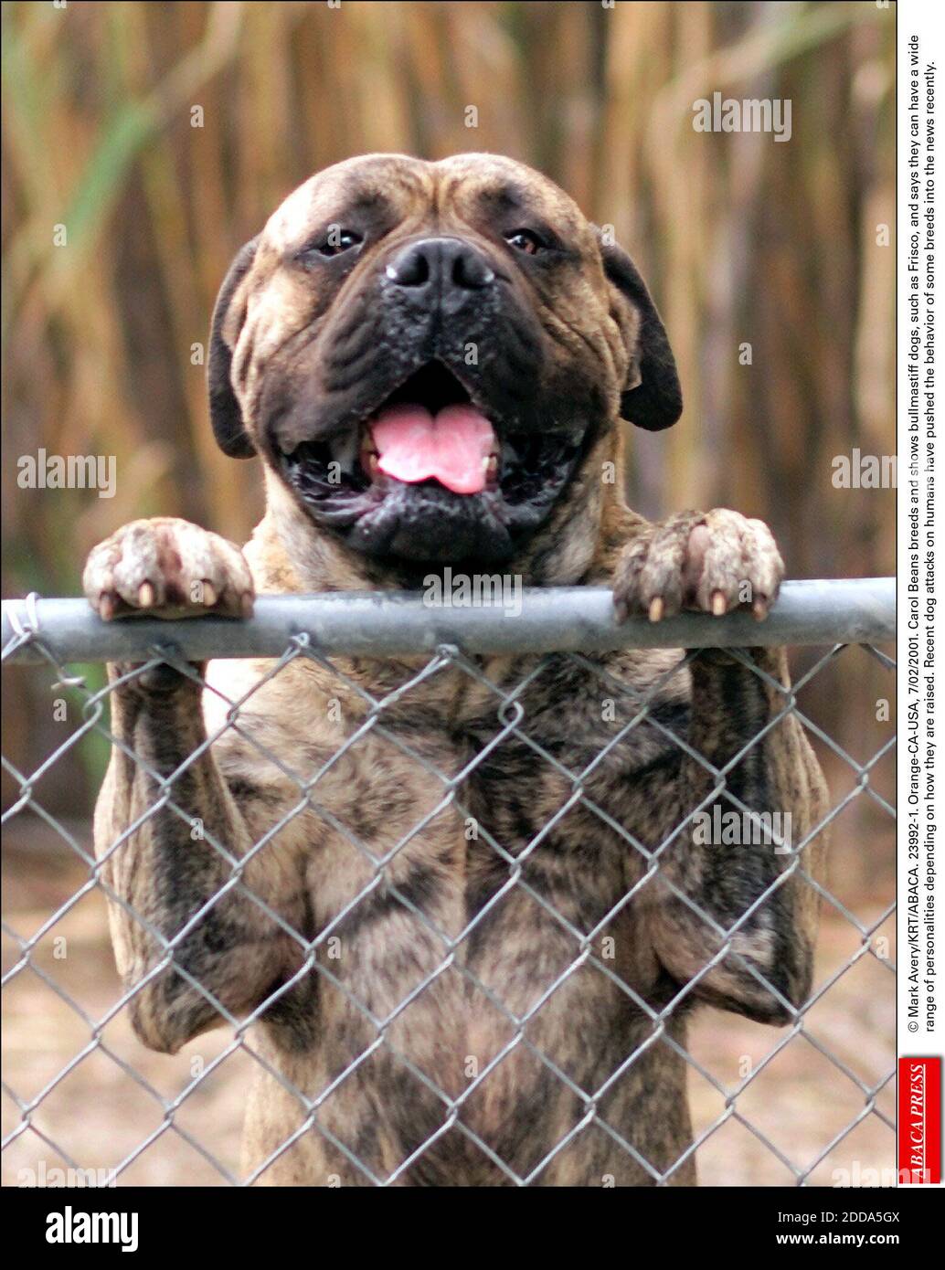 NO FILM, NO VIDEO, NO TV, NO DOCUMENTARY - © Mark Avery/KRT/ABACA. 23992-1. Orange-CA-USA, 7/02/2001. Carol Beans breeds and shows bullmastiff dogs, such as Frisco, and says they can have a wide range of personalities depending on how they are raised. Recent dog attacks on humans have pushed the b Stock Photo