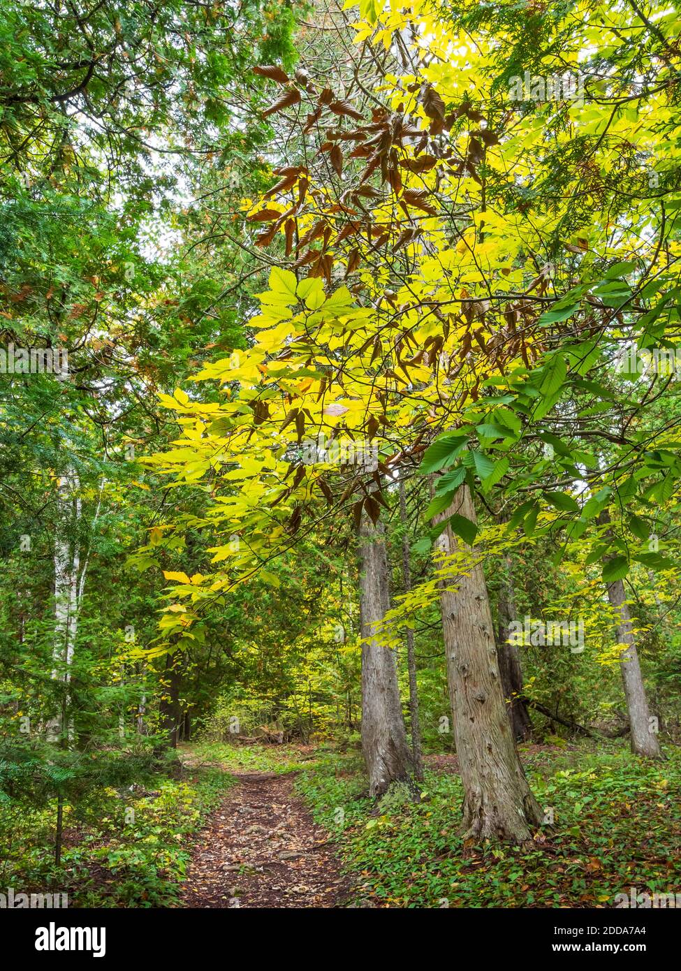 Autumn trees along the Lime Kiln Trail, Mackinac Island State Park, Mackinac Island, Michigan. Stock Photo
