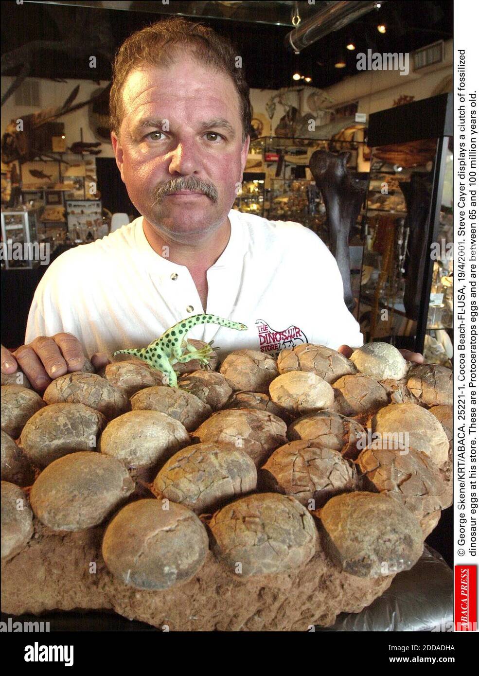 NO FILM, NO VIDEO, NO TV, NO DOCUMENTARY - © George Skene/KRT/ABACA. 25221-1. Cocoa Beach-FL-USA, 19/4/2001. Steve Cayer displays a clutch of fossilized dinosaur eggs at his store. These are Protoceratops eggs and are between 65 and 100 million years old. Stock Photo