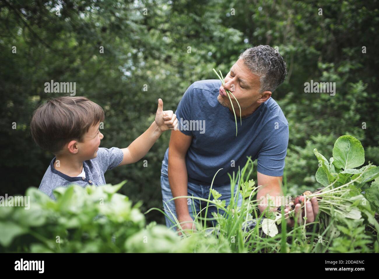 Boy showing thumbs up to playful father while harvesting vegetables at garden Stock Photo