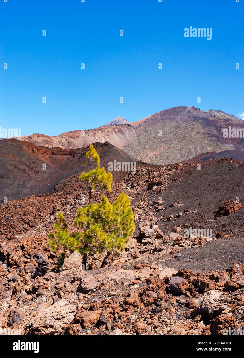 Single tree growing in brown volcanic terrain at Tenerife island Stock Photo