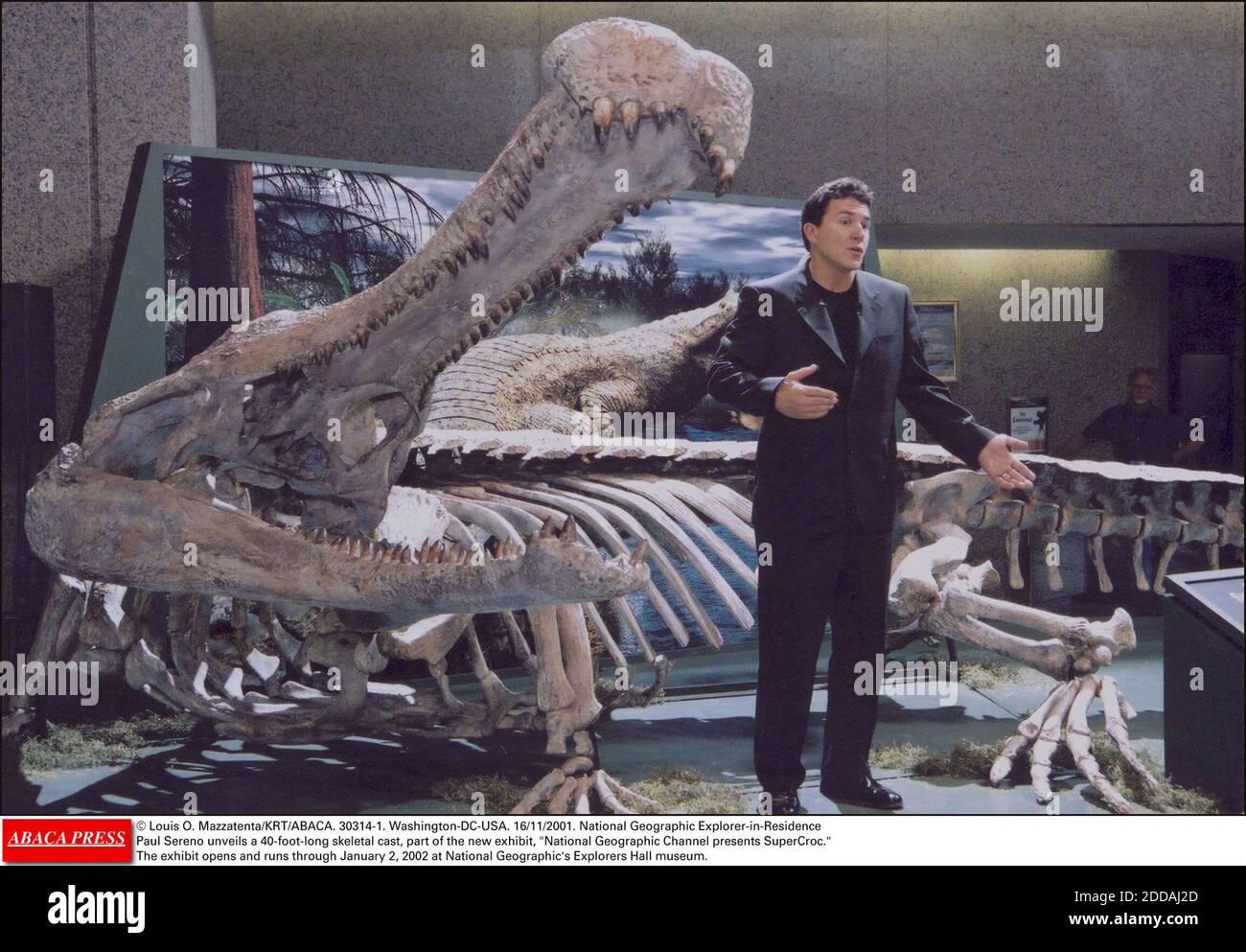 NO FILM, NO VIDEO, NO TV, NO DOCUMENTARY - © Louis O. Mazzatenta/KRT/ABACA. 30314-1. Washington-DC-USA. 16/11/2001. National Geographic Explorer-in-Residence Paul Sereno unveils a 40-foot-long skeletal cast, part of the new exhibit, National Geographic Channel presents SuperCroc. The exhibit opens Stock Photo