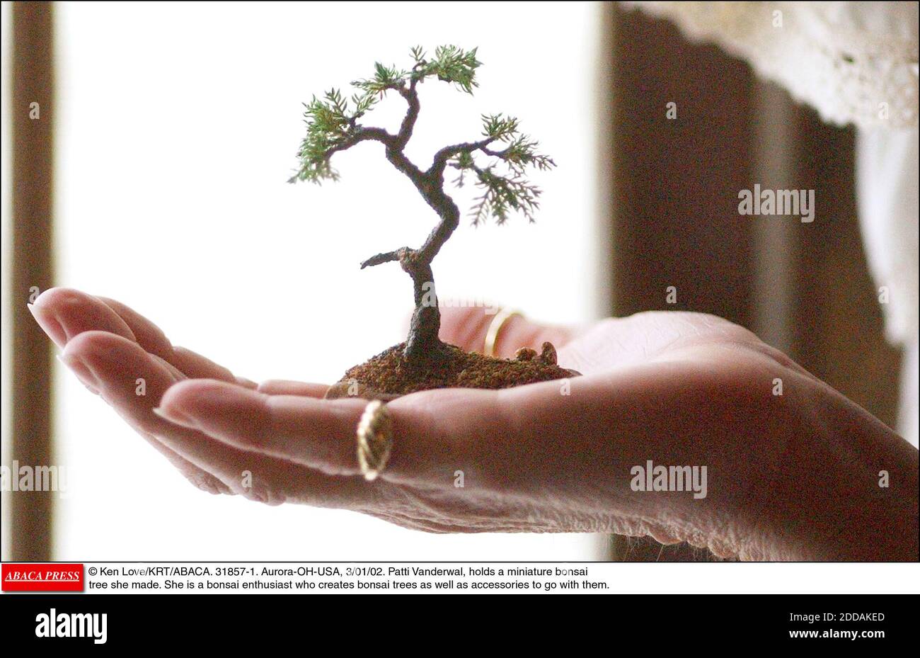 bonsai judas Pink Flowering Bonsai Tree seeds, fun and easy to grow, fast growing, –  Helen's Greenhouse