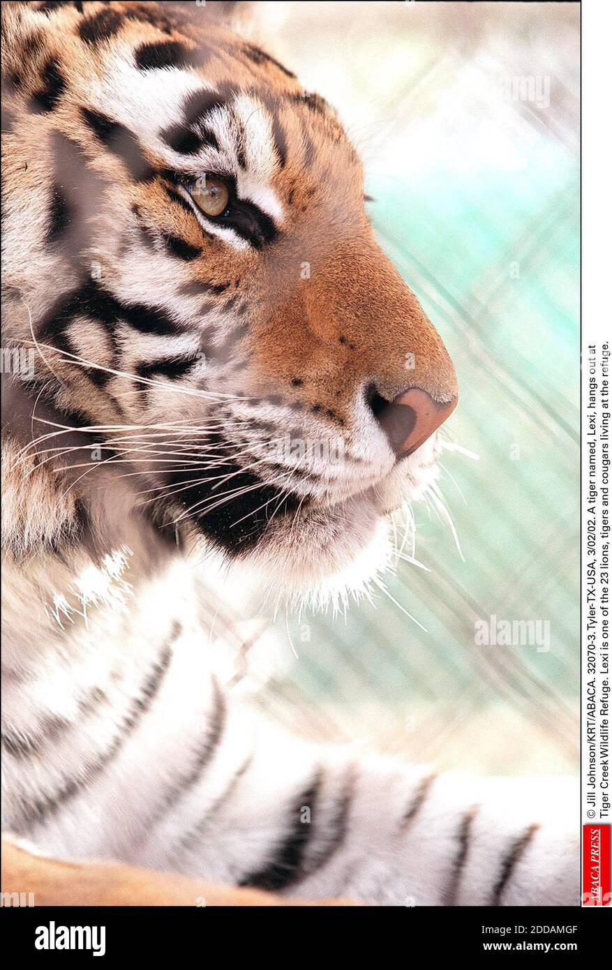 NO FILM, NO VIDEO, NO TV, NO DOCUMENTARY - © Jill Johnson/KRT/ABACA. 32070-3. Tyler-TX-USA, 3/02/02. A tiger named, Lexi, hangs out at Tiger Creek Wildlife Refuge in Tyler, Texas. Lexi is one NO FILM, NO VIDEO, NO TV, NO DOCUMENTARY - © Jill Johnson/KRT/ABACA. 32070-3. Tyler-TX-USA, 3/02/02. A tiger named, Lexi, hangs out at Tiger Creek Wildlife Refuge in Tyler, Texas. Lexi is one