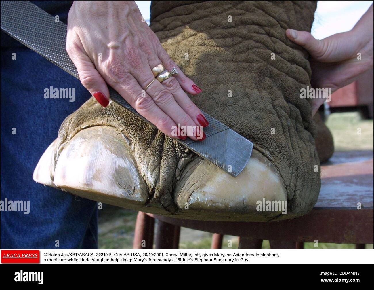 NO FILM, NO VIDEO, NO TV, NO DOCUMENTARY - © Helen Jau/KRT/ABACA. 32319-5. Guy-AR-USA, 20/10/2001. Cheryl Miller, left, gives Mary, an Asian female elephant, a manicure while Linda Vaughan helps keep Mary's foot steady at Riddle's Elephant Sanctuary in Guy. Stock Photo