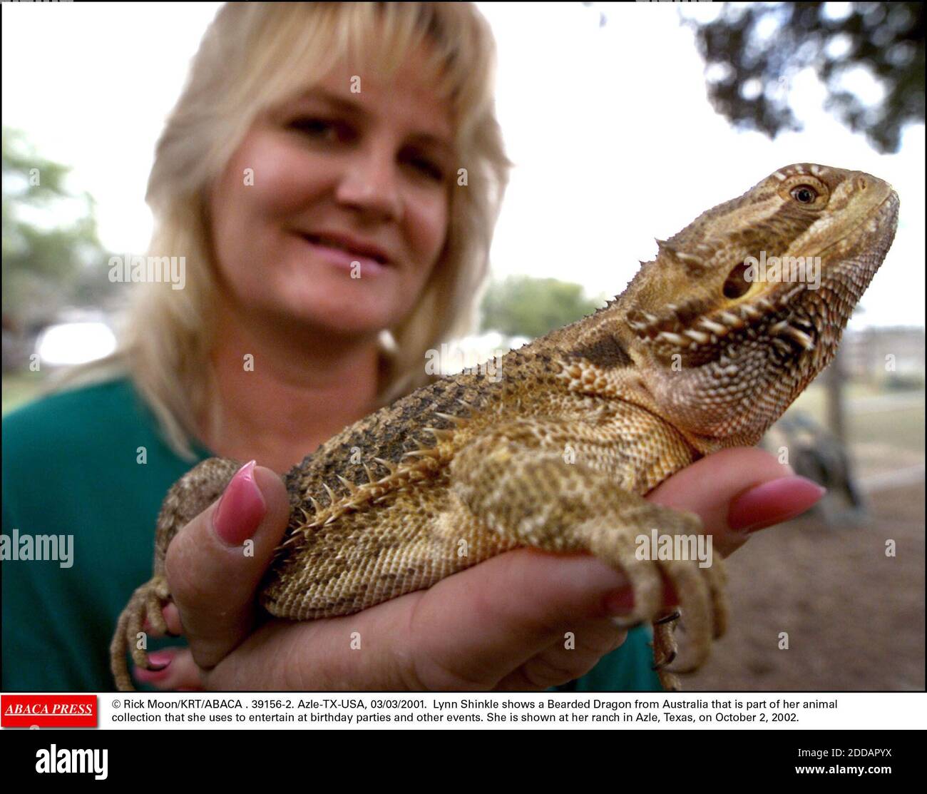 NO FILM, NO VIDEO, NO TV, NO DOCUMENTARY - © Rick Moon/KRT/ABACA . 39156-2.  Azle-TX-USA, 02/10/2002. Lynn Shinkle shows a Bearded Dragon from Australia  that is part of her animal collection that