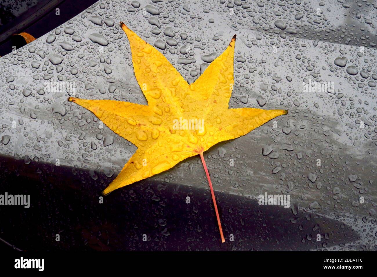 Yellow American sweetgum (Liquidambar styraciflua) leaf lying on car hood covered in raindrops Stock Photo