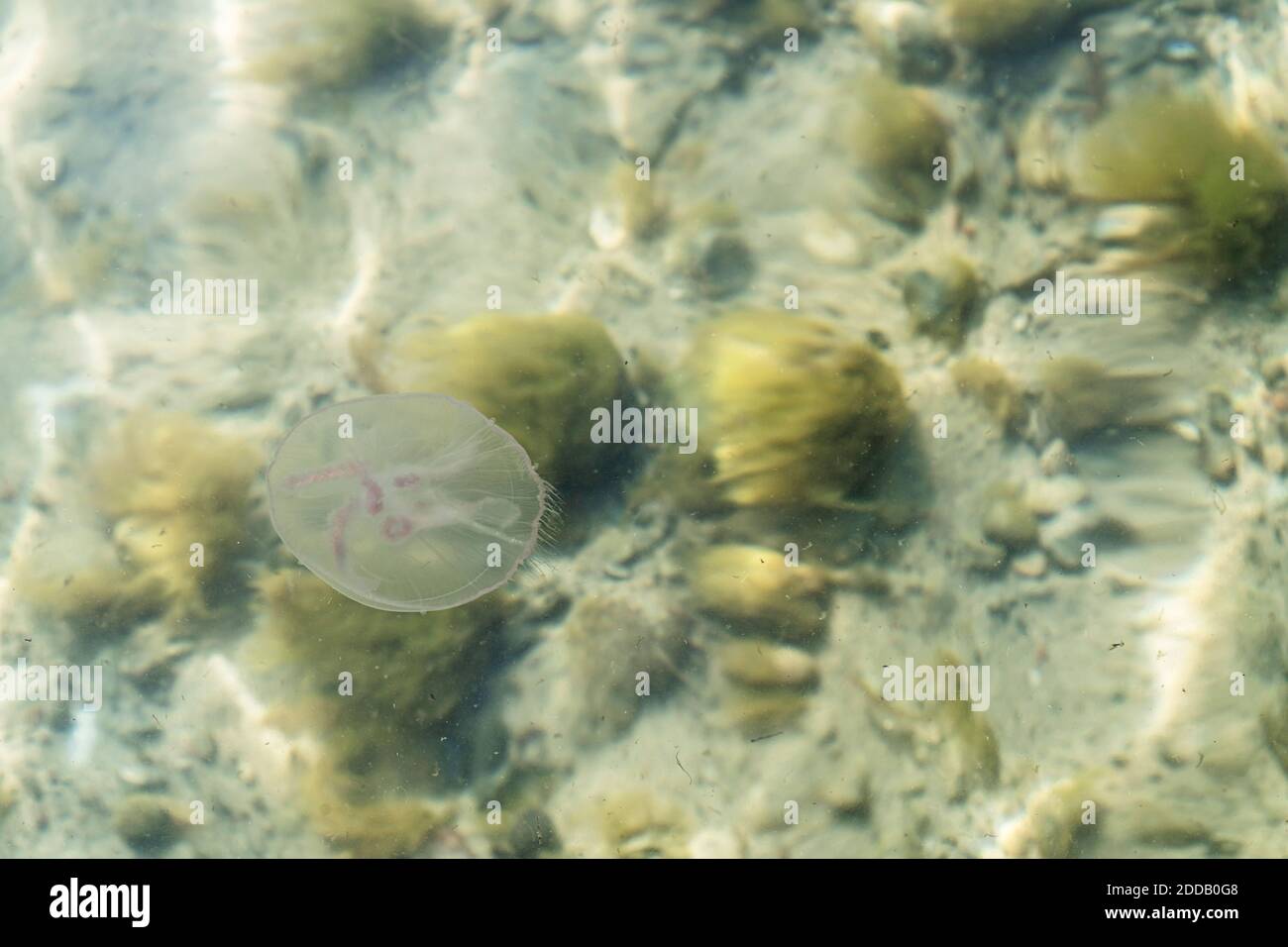 Jellyfish in shallow sea water Stock Photo