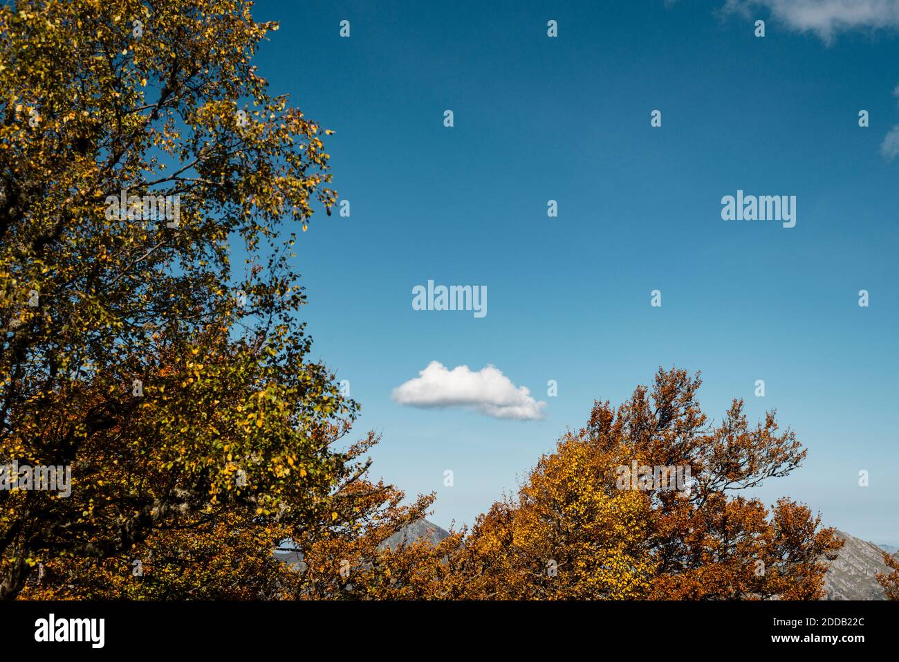 Clear blue sky over autumn trees Stock Photo - Alamy