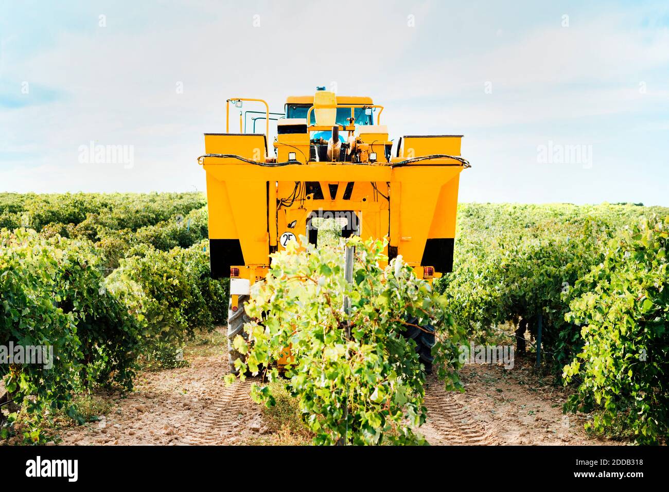 Mechanical grape harvester working in vineyard Stock Photo Alamy