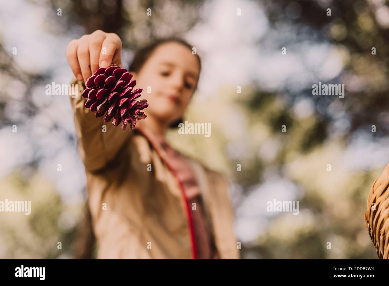 Girl holding pine cone at park Stock Photo