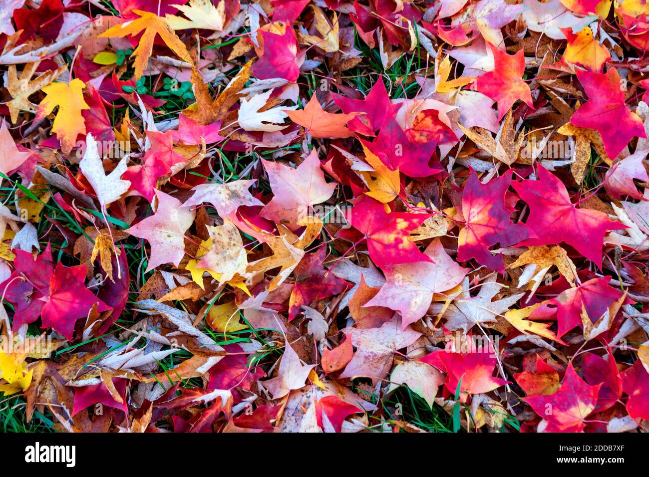 Red Autumn leaves on ground Stock Photo