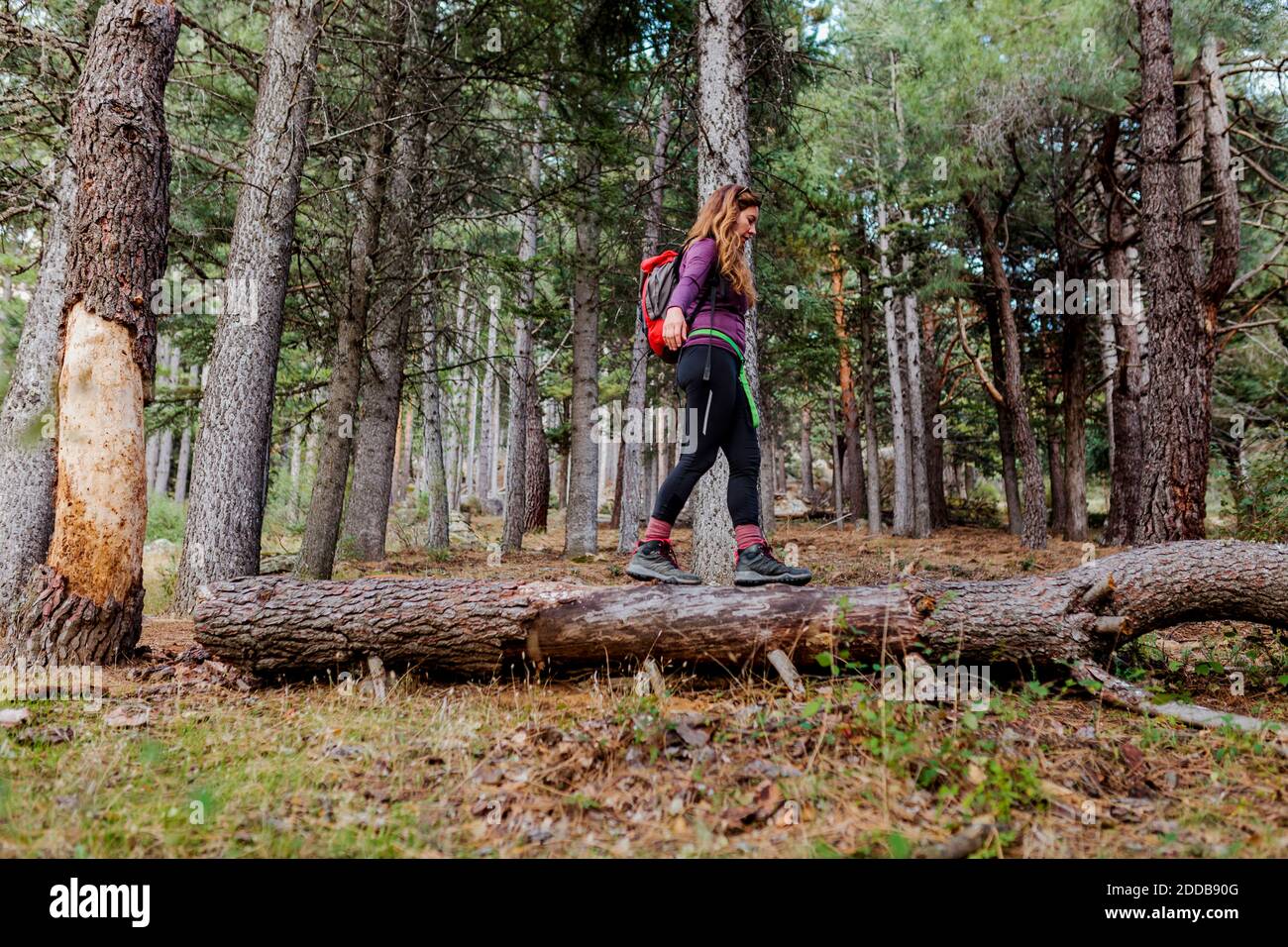 Female trekker balancing while walking on fallen tree in forest at La Pedriza, Madrid, Spain Stock Photo