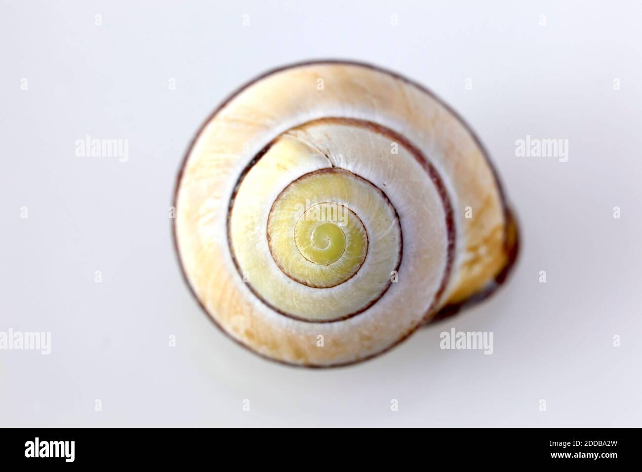 Spiral of yellow snail shell Stock Photo Alamy