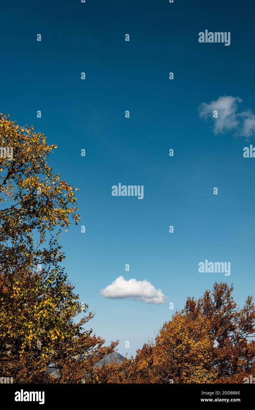 Autumn trees with sky copy space hi-res stock photography and images ...