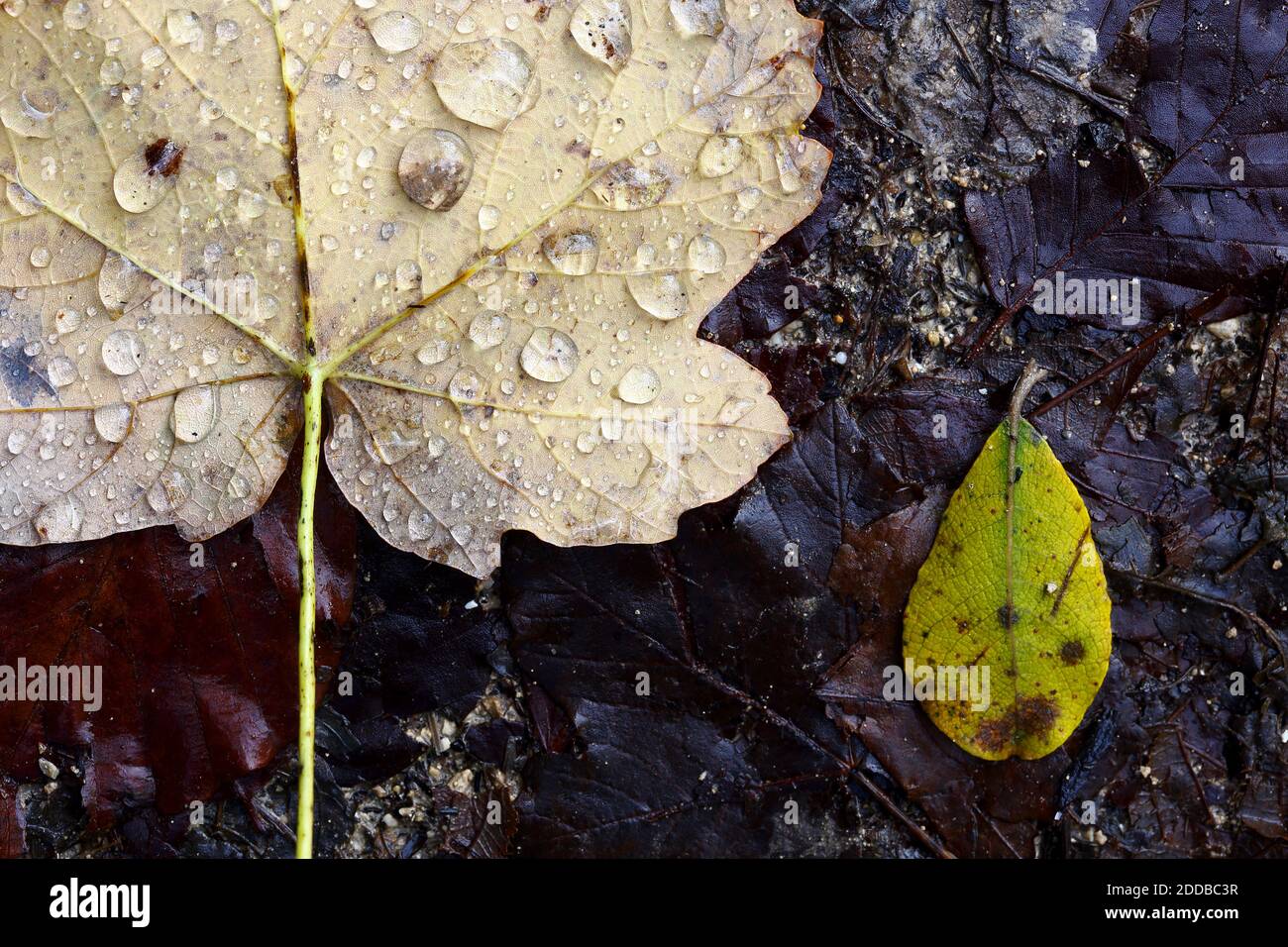 Water drop on maple leaf fallen on ground Stock Photo