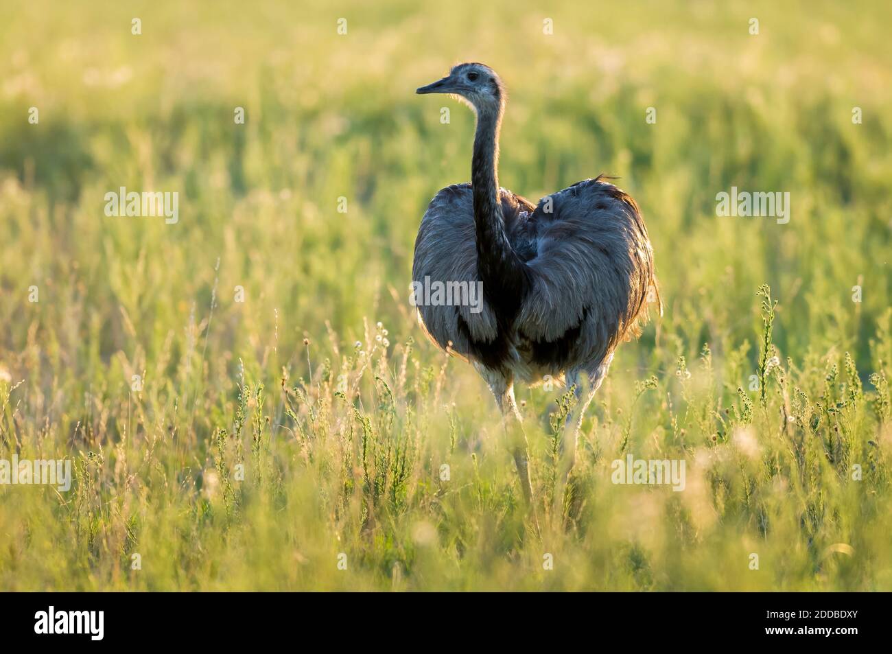 Greater Rhea, (Rhea Americana) in Pampas plain environment, La Pampa ...