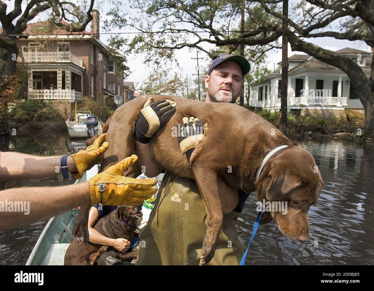NO FILM, NO VIDEO, NO TV, NO DOCUMENTARY - Humane Society of the United States animal rescue crew member Bruce Earnest lifts a dog rescued from a flooded home in the Garden district of New Orleans, Louisiana, on Saturday, Sept. 10, 2005. Rescue efforts are ongoing for animals and pets that have been left behind during the Hurricane Katrina evacuation. Photo by Greg Norman NG/Kansas City Star/KRT/ABACAPRESS.COM Stock Photo