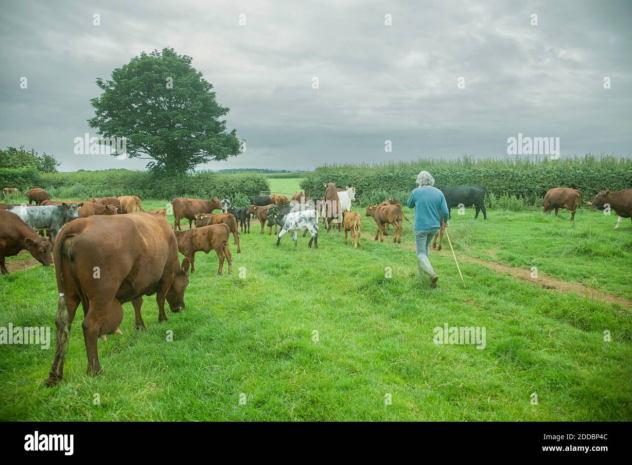 Man with dairy cattle standing at agricultural field Stock Photo