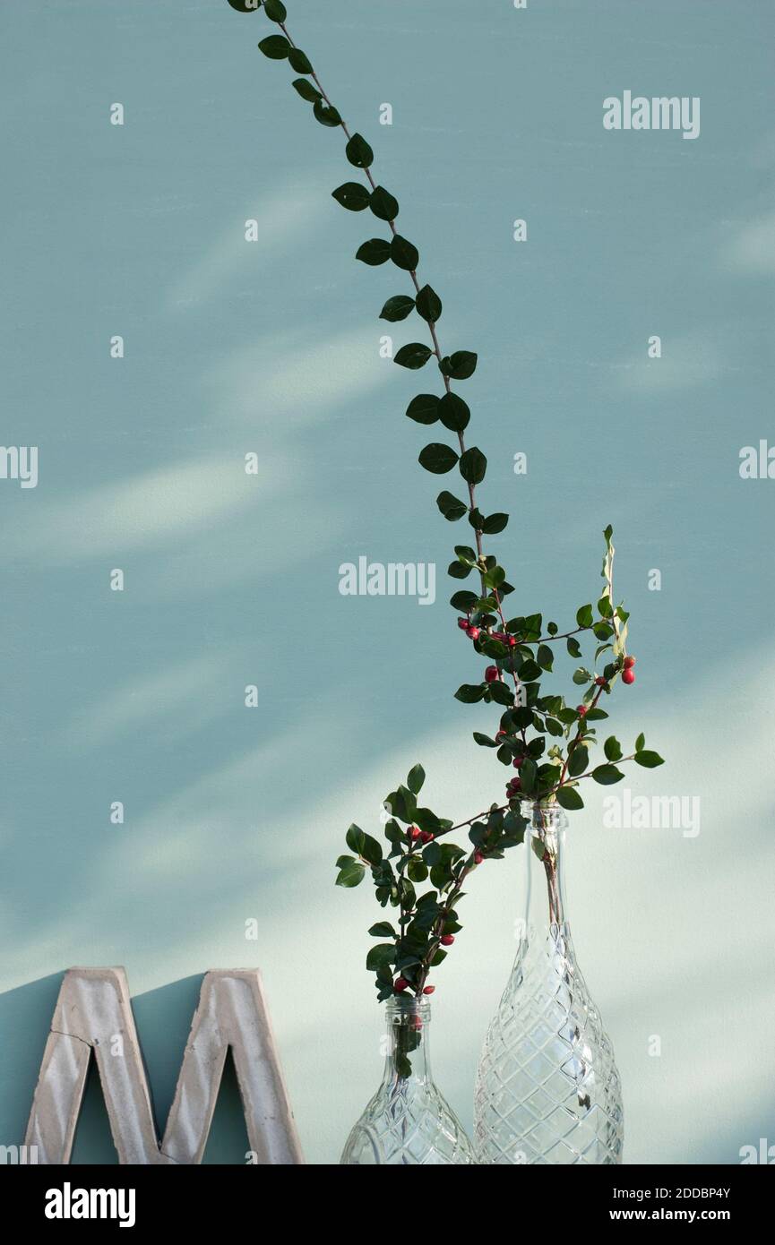 Vases with twigs of cotoneaster Stock Photo