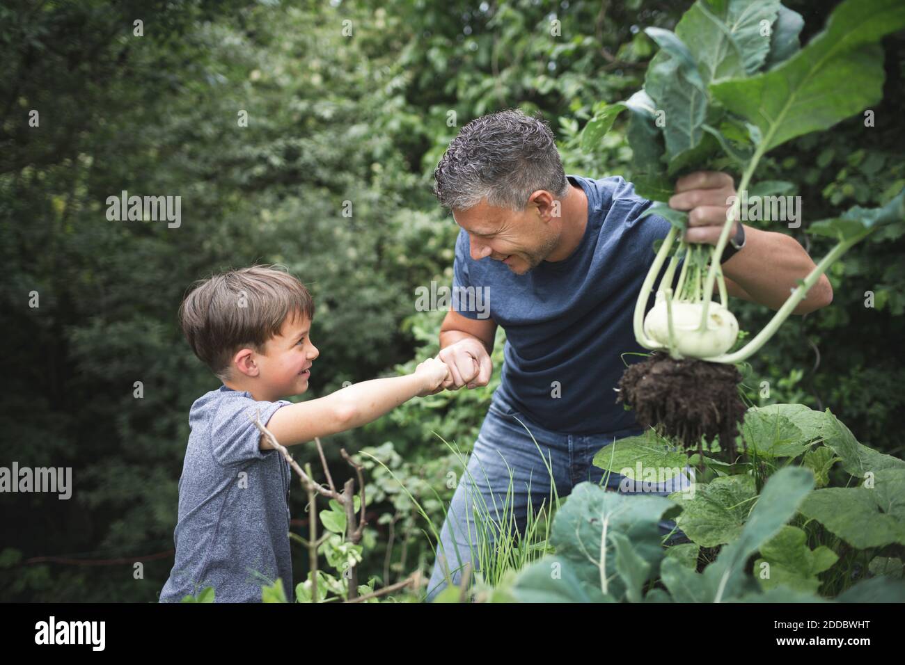 Smiling man holding kohlrabi while giving fist bump to son in garden Stock Photo
