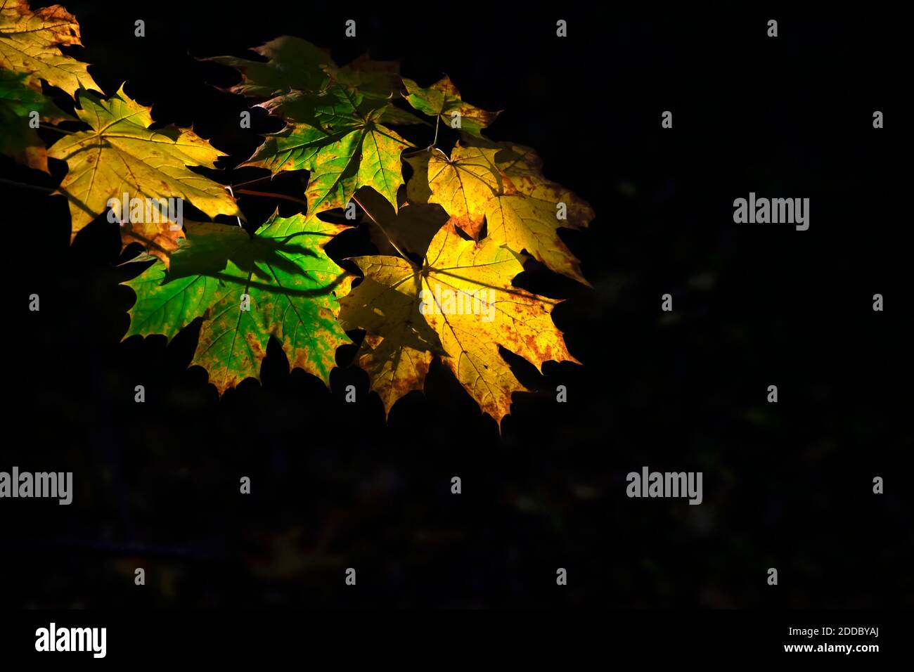 Autumn colored maple leaves in sunlight Stock Photo