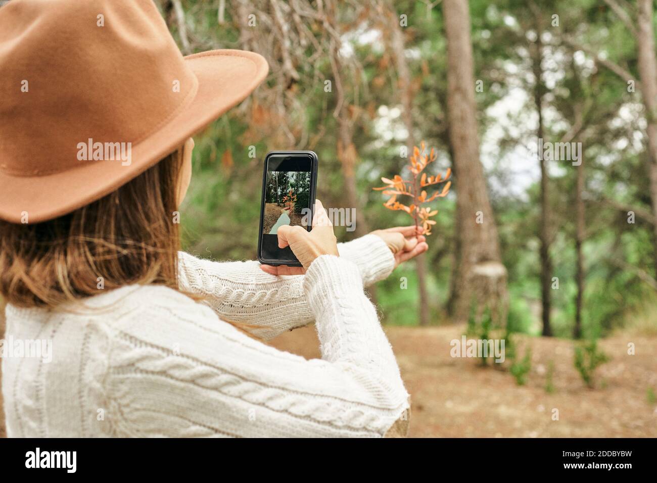 Woman photographing Pistacia Lentiscus leaves in forest Stock Photo