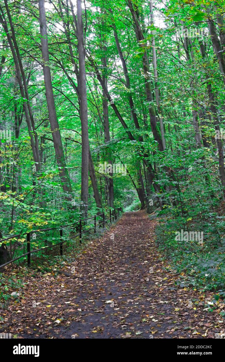 Empty forest footpath hi-res stock photography and images - Alamy