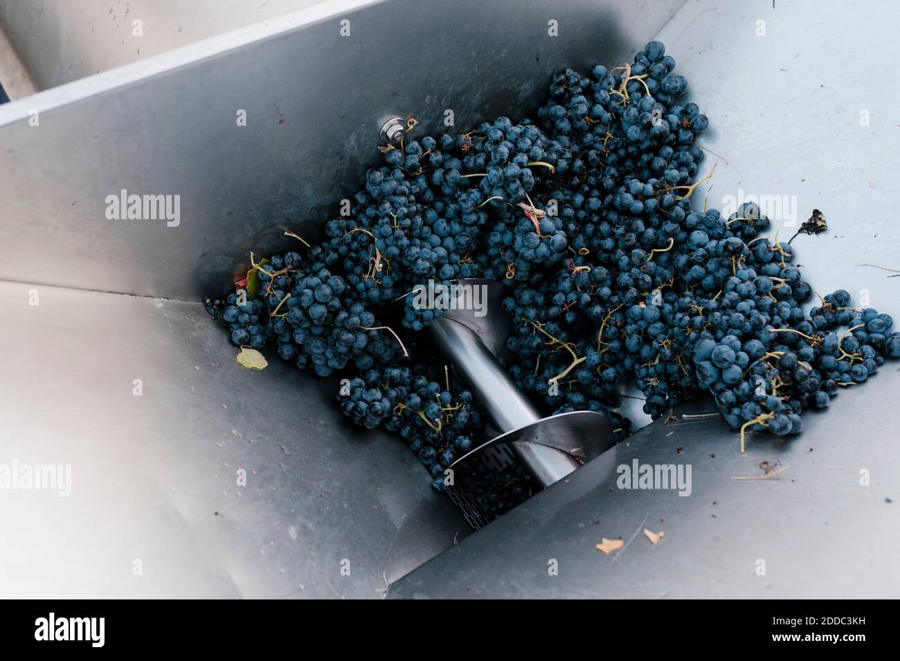 Crushing Grapes High Resolution Stock Photography and Images Alamy