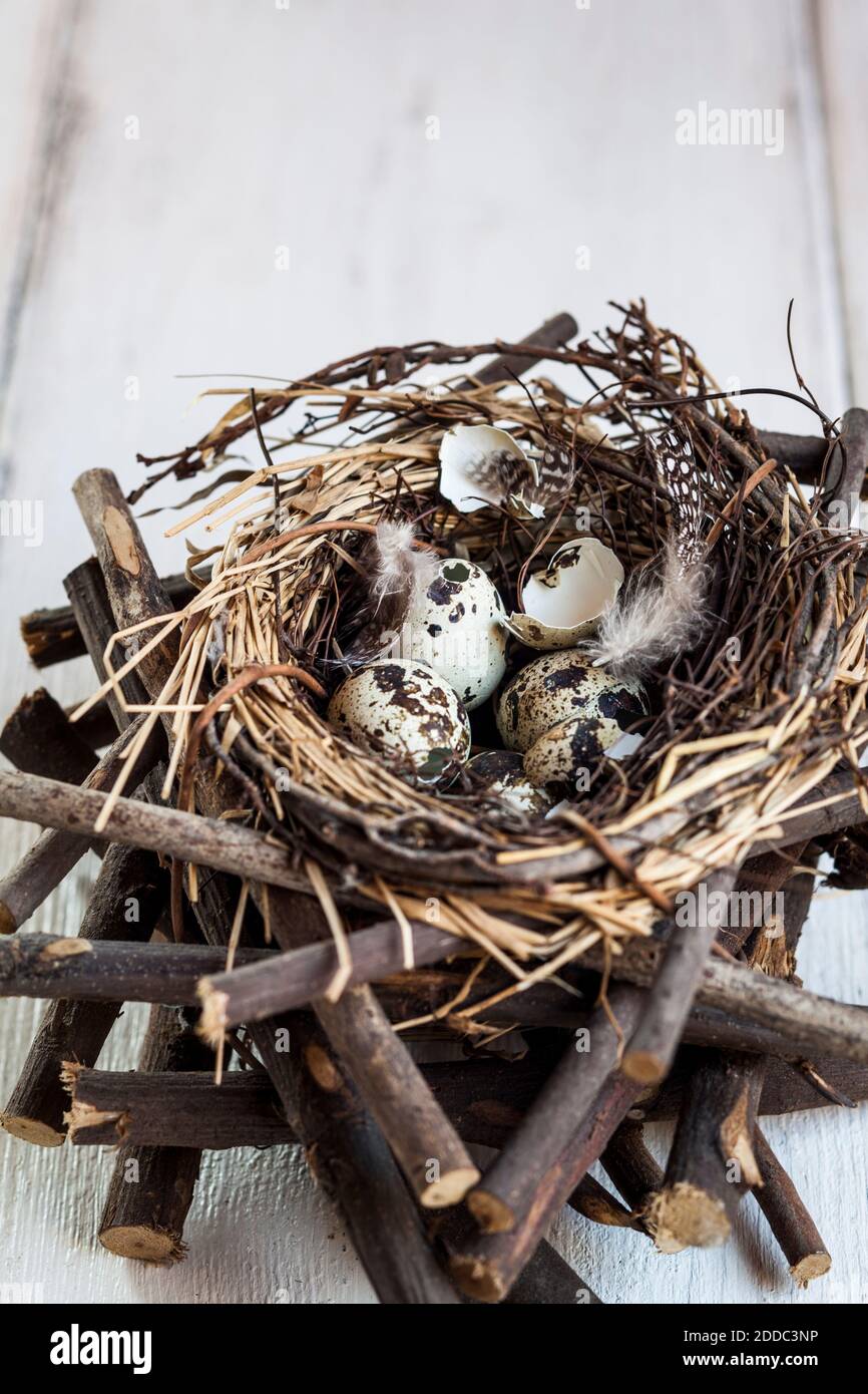 Quail eggs in birds nest lying on top of stacked twigs Stock Photo Alamy