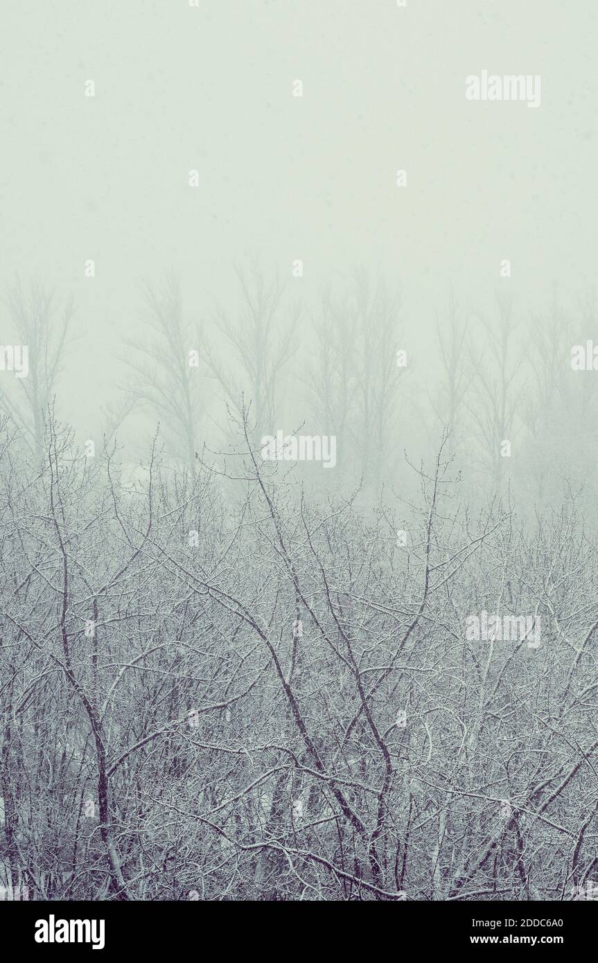 Winter urban landscape - snow covered trees on foggy background Stock ...