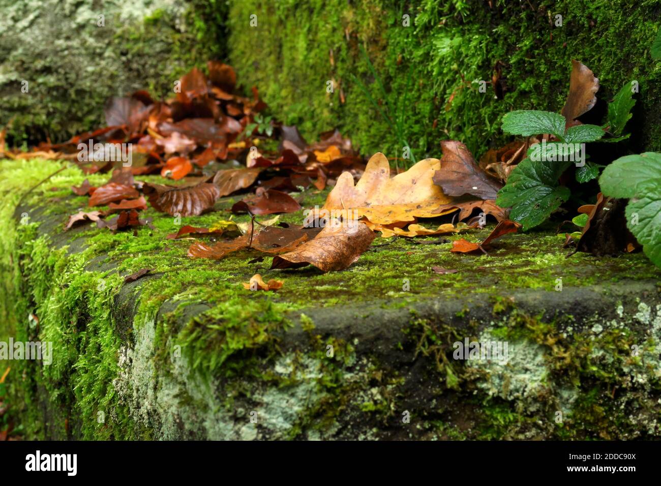 Autumn leaves lying on moss-covered stone steps Stock Photo - Alamy