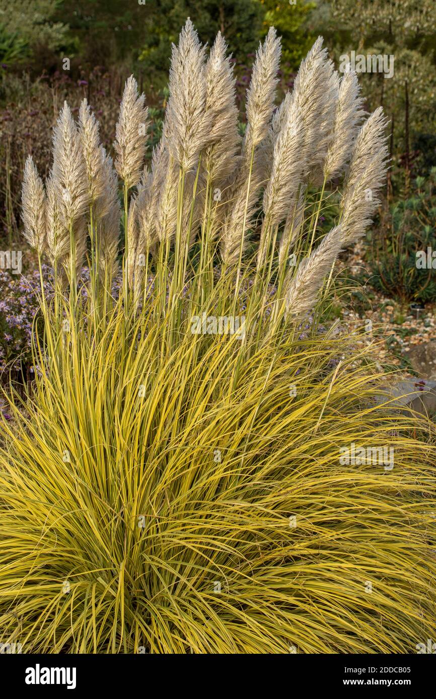 Cortaderia Selloana ‘Splendid Star’ swayed by the breeze, patterns in nature Stock Photo