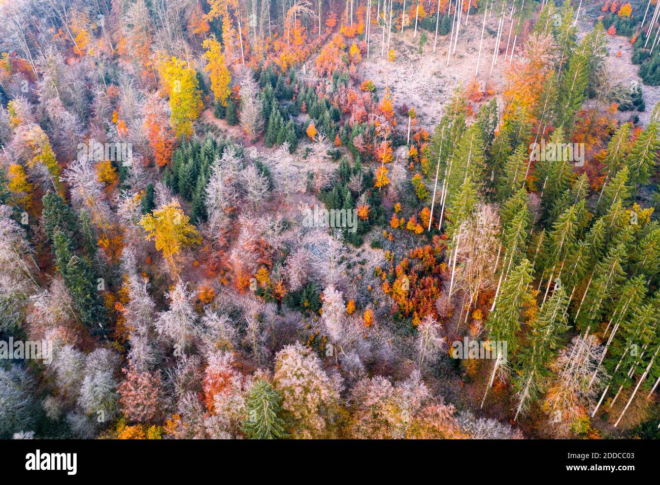 View of autumn forest hi-res stock photography and images - Alamy